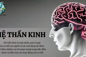 Hệ thần kinh – Khái niệm, cấu tạo và chức năng của hệ thần kinh