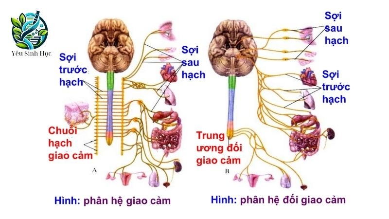 hệ thần kinh sinh dưỡng