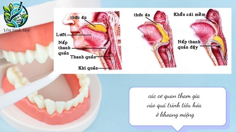 tiêu hóa ở khoang miệng