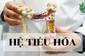 Hệ tiêu hoá – Khái niệm, cấu trúc và chức năng trong sinh học