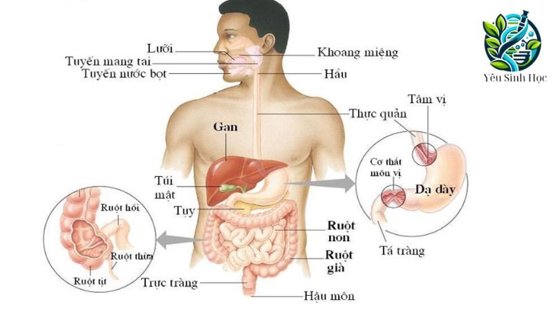 cấu tạo của hệ tiêu hóa