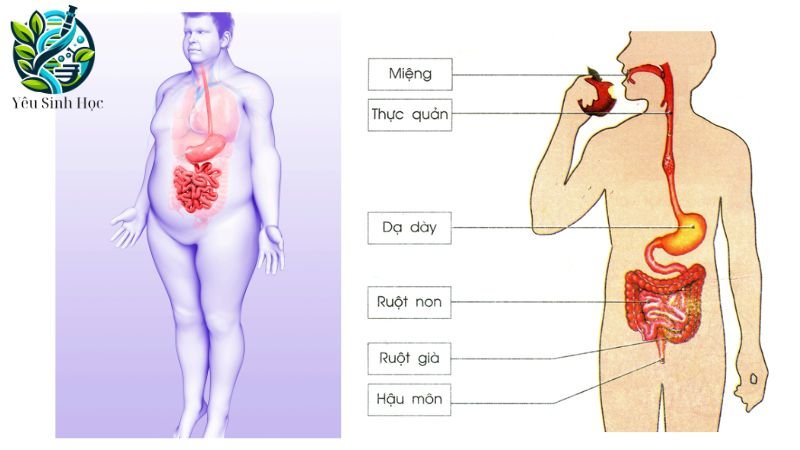 quá trình tiêu hóa thức ăn trong cơ thể