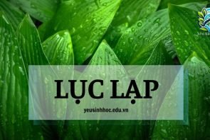 Lục lạp là gì? Cấu tạo và chức năng trong hệ sinh thái