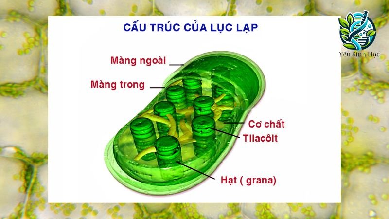 Cấu tạo của lục lạp