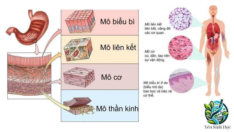 cấu yaoj của mô