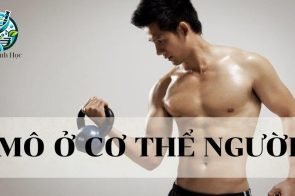 Mô ở cơ thể người – Khái niệm, cấu tạo và chức năng của mô