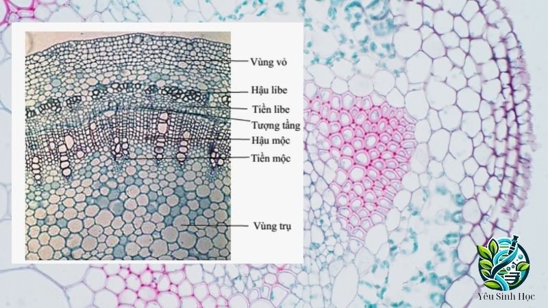 cấu tạo mô thực vật