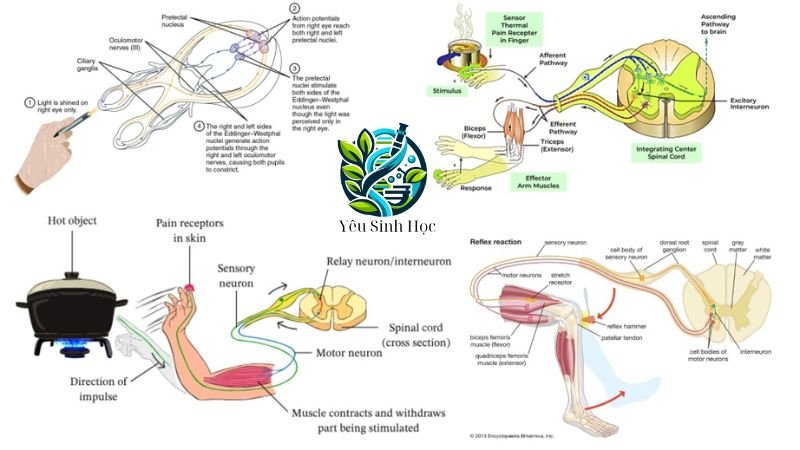 cấu trúc phản xạ không điều khiện