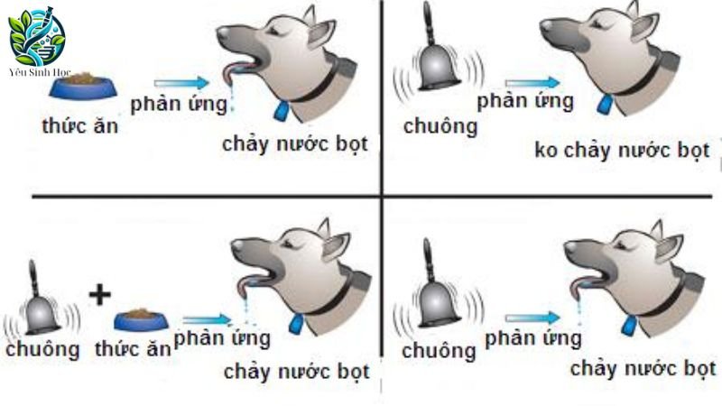 cấu tạo phản xạ có điều kiện