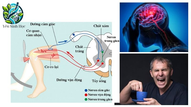 thế nào là phẩn xạ cơ thể