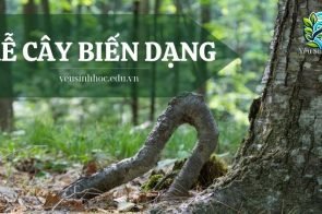 Rễ cây dạng là gì? Đặc điểm cấu tạo và ứng dụng trong sinh học