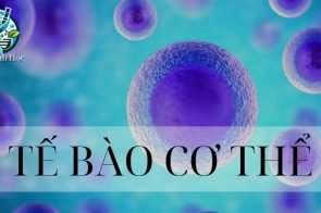 Tế bào trong cơ thể người – Khái niệm, cấu trúc và chức năng