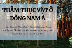 Thảm thực vật chủ yếu ở Đông Nam Á