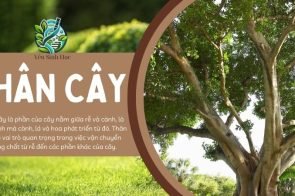 Thân cây- vai trò trong đời sống thực vật và con người