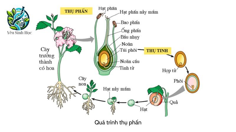 Quá trình thụ phấn ở thực vật