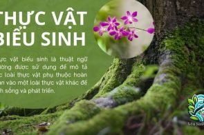 Thực vật biểu sinh là gì? Đặc điểm sinh học của thực vật biểu sinh