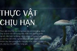 Thực vật chịu hạn – Đặc điểm, cấu tạo và vai trò trong hệ sinh thái