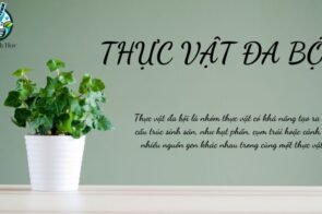 Thực vật đa bội – đặc điểm và lợi ích trong hệ sinh thái