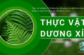 Thực vật dương xỉ – Khái niệm, đặc điểm và vai trò trong hệ sinh thái