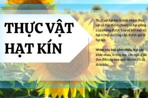 Thực vật hạt kín – Đặc điểm cấu tạo của thực vật hạt kín