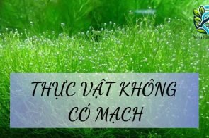 Thực vật không có mạch là gì? Cấu tạo và chức năng của chúng