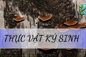 Thực vật ký sinh – Khái niệm, đặc điểm và vai trò trong sinh học