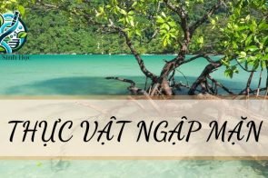 Thực vật ngập mặn – Đặc điểm cấu tạo và vai trò trong sinh học