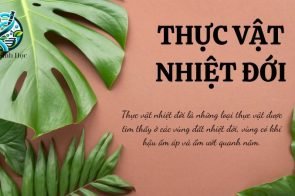 Thực vật nhiệt đới – Đặc điểm và cấu tạo trong sinh học