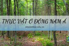 Thực vật chủ yếu ở đông nam á