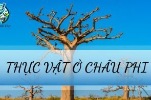 Thực vật ở Châu Phi – Đặc điểm và vai trò trong hệ sinh thái trái đất