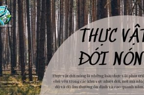 Thực vật ở đới nóng là gì? Vai trò của chúng trong hệ sinh thái