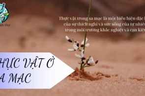 Thực vật ở sa mạc – Đặc điểm và môi trường sống trong hệ sinh thái