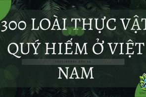 Danh sách 300 loài thực vật quý hiếm ở Việt Nam