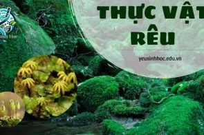 Thực vật rêu là gì? Vai trò của thực vật rêu trong đời sống xã hội