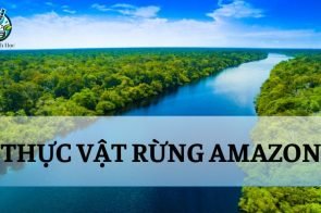 Thực vật rừng Amazon – Đặc điểm và vai trò trong hệ sinh thái