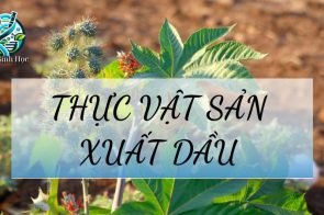 Thực vật sản xuất dầu là gì? Top những loại thực vật lấy dầu có năng xuất cao