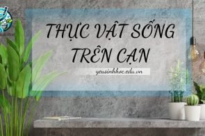 Thực vật sống trên cạn – Đặc điểm và tầm quan trọng trong hệ sinh thái