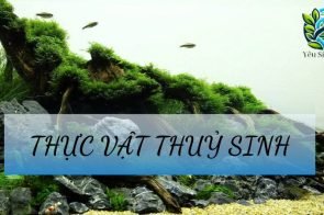 Thực vật thủy sinh – Khái niệm, đặc điểm sinh trưởng trong hệ sinh thái