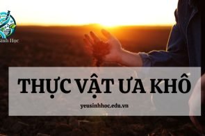 Thực vật ưa khô là gì? Tìm hiểu về đặc điểm, vai trò và sự thích nghi của chúng