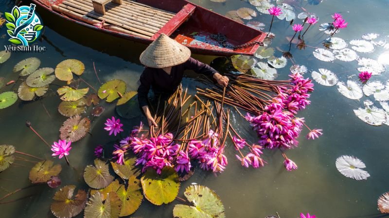 vai trò thực vật ưa sáng