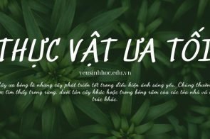 Thực vật ưa tối là gì? Đặc điểm và vai trò trong sinh học