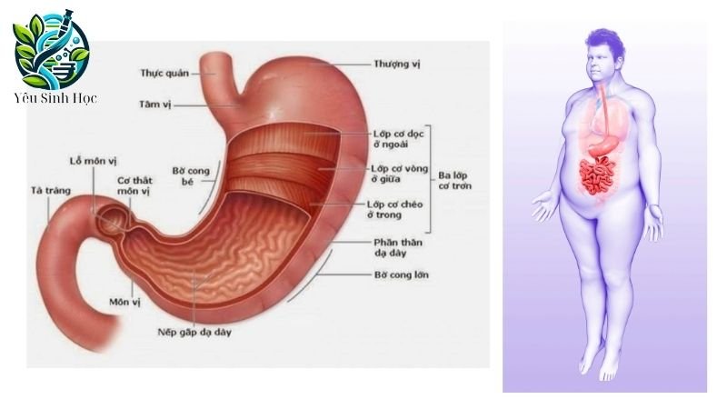 Cấu tạo của dạ dày