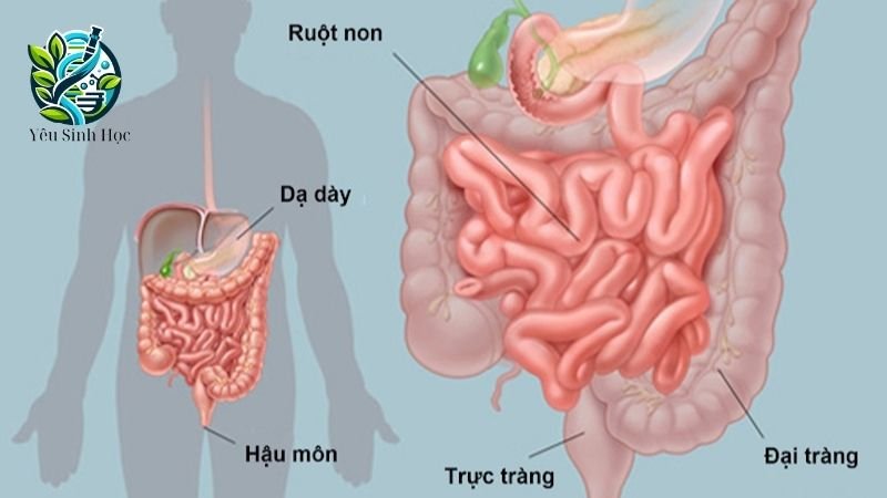 quá trình tiêu hoá ở dạ dày