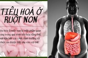 Tiêu hoá ở ruột non diễn ra như thế nào?