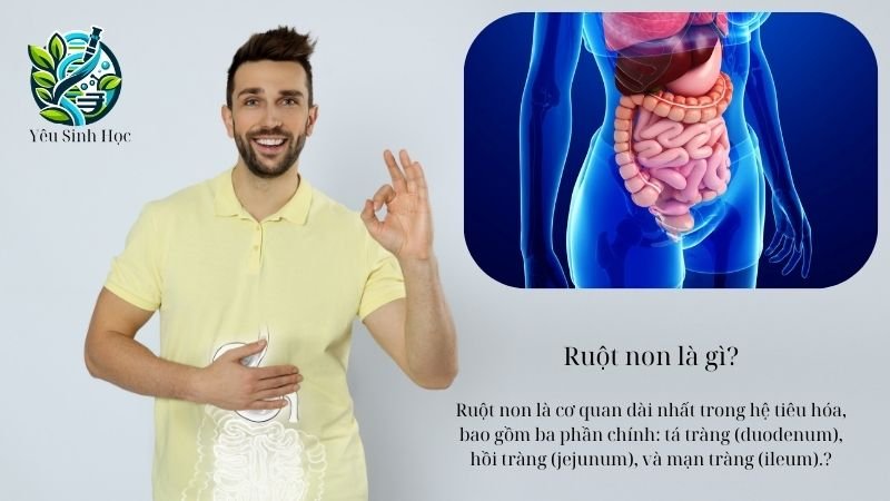 tiêu hoá ở ruột non