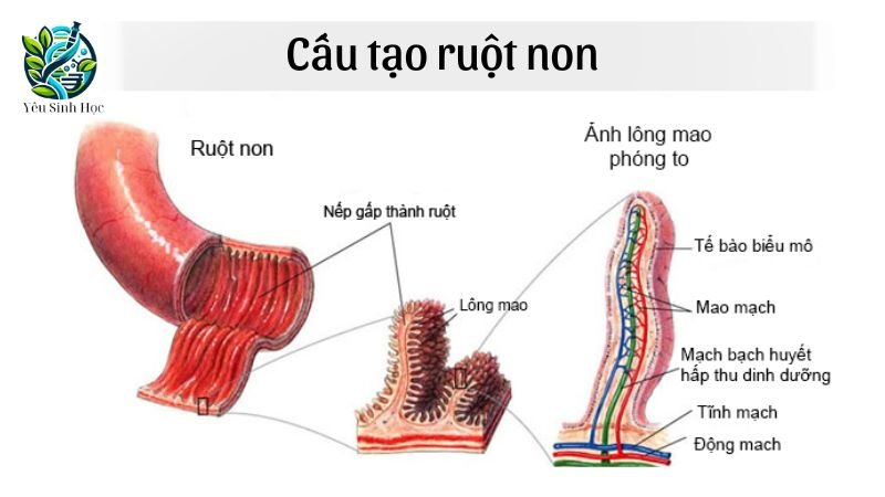 cấu tạo ruột non