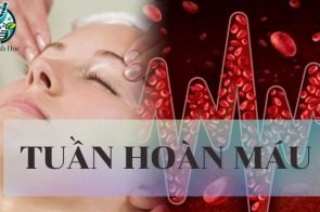 Tuần hoàn máu là gì? Cấu tạo và chức năng của hệ tuần hoàn máu