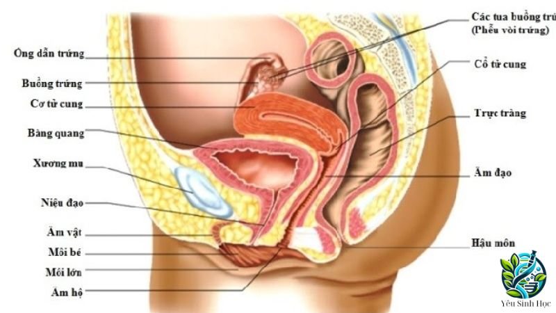 cấu tạo tuyến sinh dục nữ