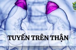 Tuyến trên thận là gì? Cấu tạo và chức năng đối với cơ thể người