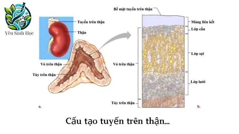 cấu tạo tuyến trên thận